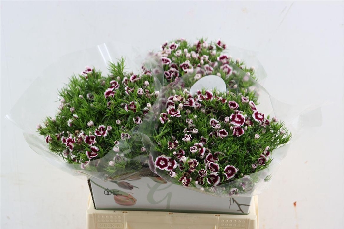 <h4>Di Barb Breanthus Roi Bicolor Red White</h4>