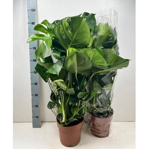 Monstera Deliciosa