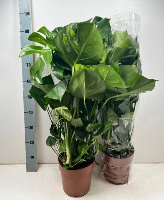 <h4>Monstera Deliciosa</h4>