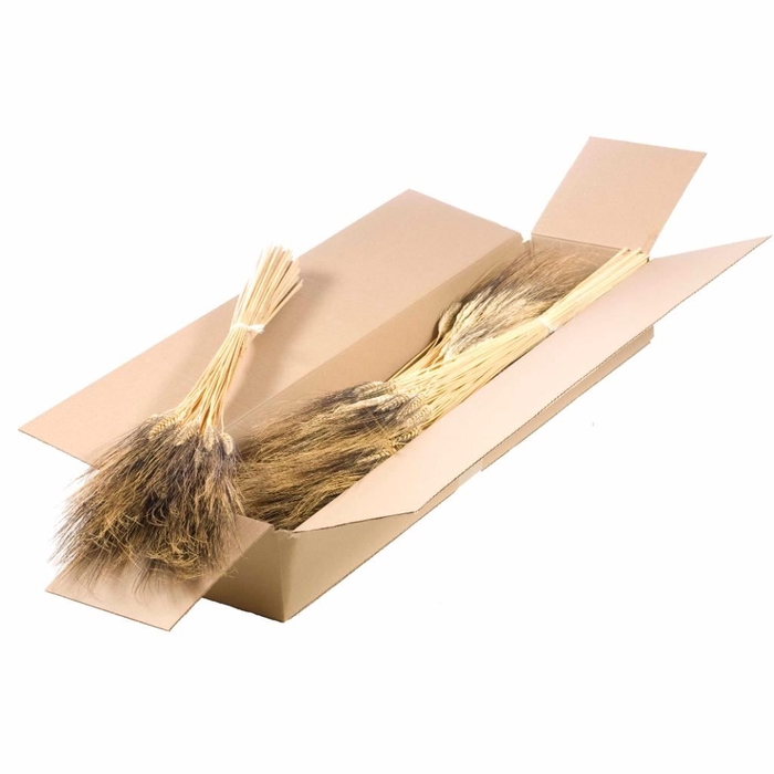 <h4>Triticum black wisps SB natural</h4>