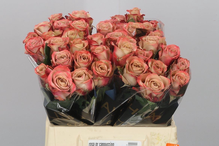 <h4>R Gr Cappuccino</h4>