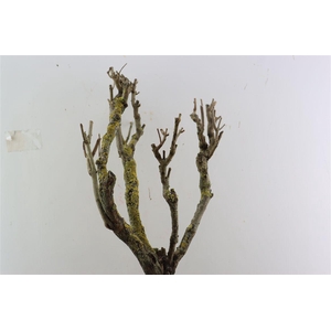 Seringenhout 60cm P/tk