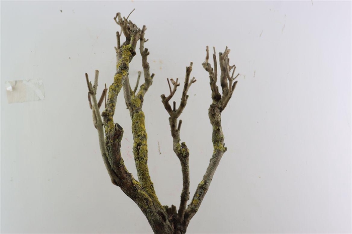 <h4>Seringenhout 60cm P/tk</h4>