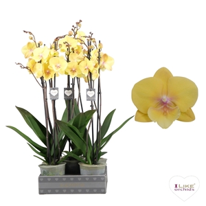 Phalaenopsis Palau - 2 tak 80cm