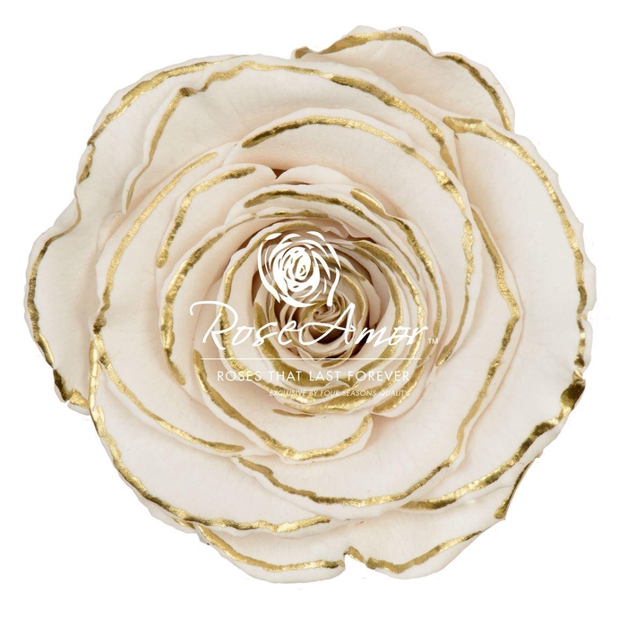 <h4>Lplus Zebra Gold</h4>