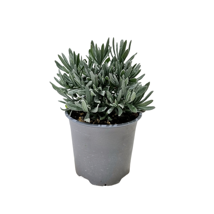 <h4>Lavandula angustifolia</h4>