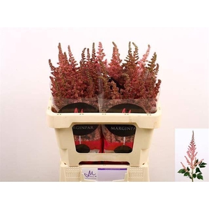 ASTIL VISION IN PINK