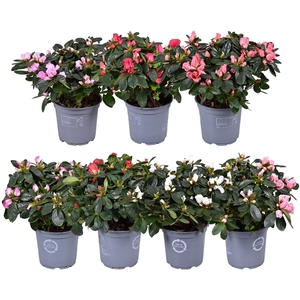 Azalea Vogel gemengd 12cm (RK1)