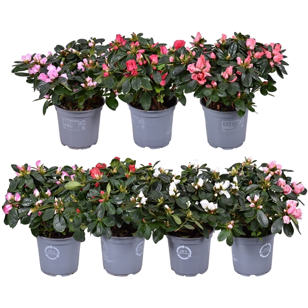 <h4>Azalea Vogel gemengd 12cm (RK1)</h4>