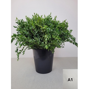 EUC PARVIFOLIA PER STEEL-IT-