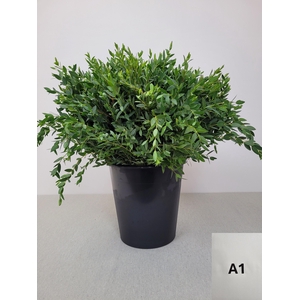 EUC PARVIFOLIA PER STEEL-IT-