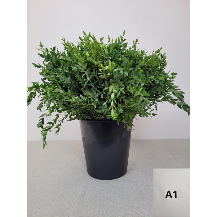 <h4>EUC PARVIFOLIA PER STEEL-IT-</h4>