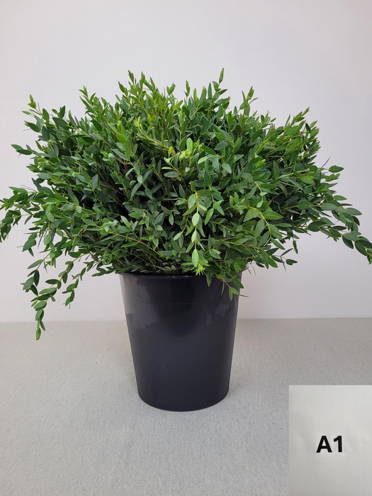 EUC PARVIFOLIA PER STEEL-IT-