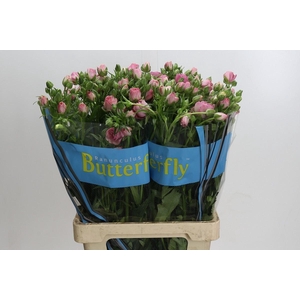 RANUNCULUS  'BUTTERFLY HERA'