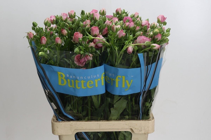 <h4>RANUNCULUS  'BUTTERFLY HERA'</h4>