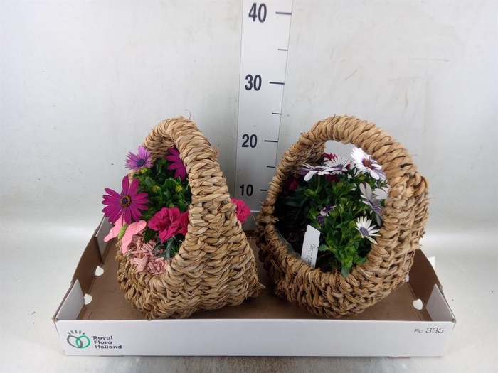 <h4>Arr.   Tuinplanten L%</h4>