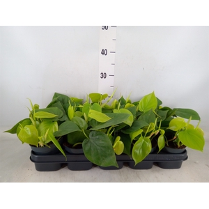Philodendron scand.