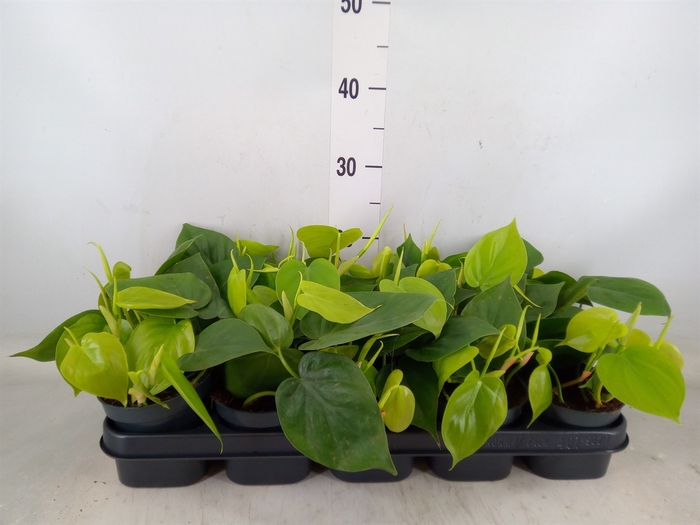 <h4>Philodendron scand.</h4>