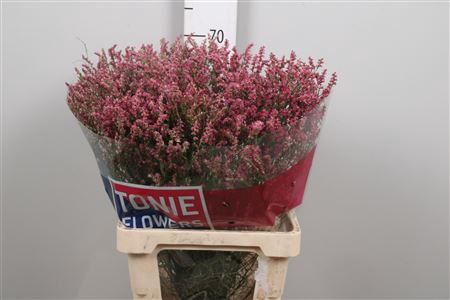 <h4>Lim Sin China Red</h4>