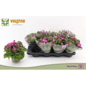 PERI C MAN P ROSE CH