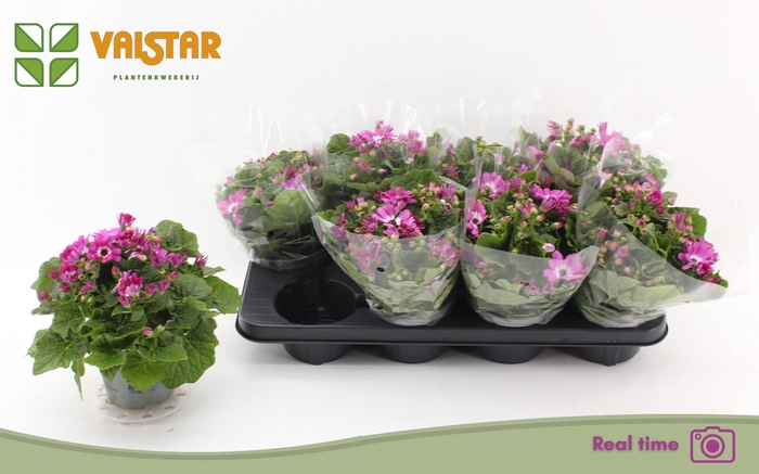 <h4>PERI C MAN P ROSE CH</h4>