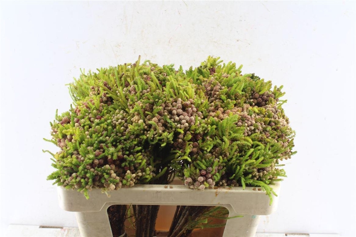 <h4>Kaaps Berz Strawberry</h4>