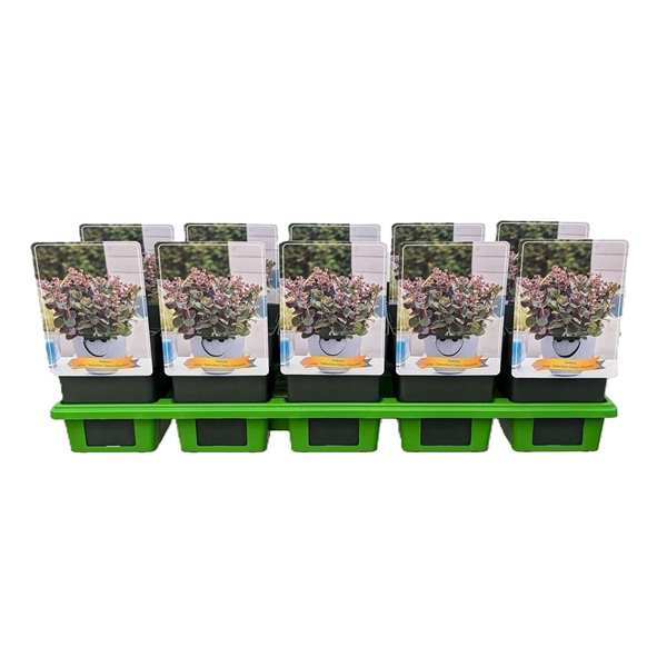 <h4>Sedum telephium 'Seduction Cherry Chocolate' P11</h4>