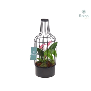 Fles metaal zwart Medium met Anthurium