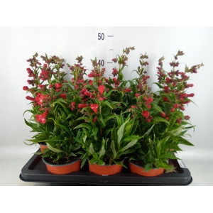 Penstemon   ...