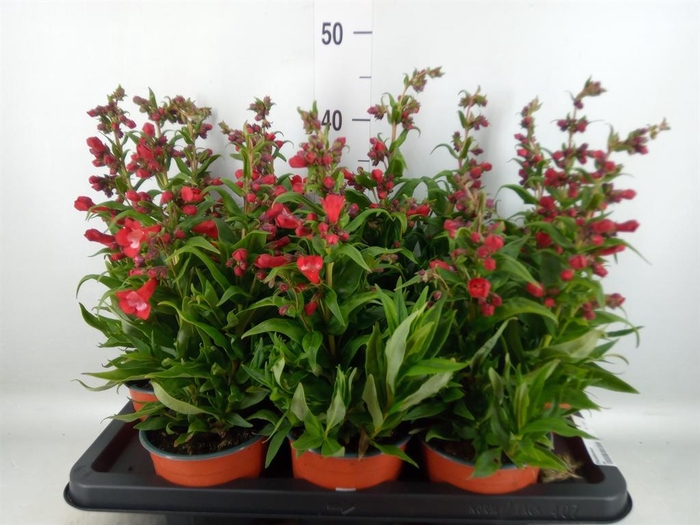 <h4>Penstemon   ...</h4>