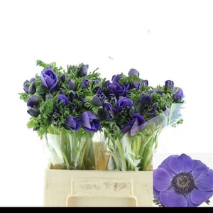 ANEM CO MIS + D BLUE