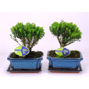 Buxus harlandii, 19 cm broom, with driptray