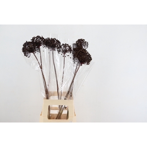 DF Allium Paint Bordeaux