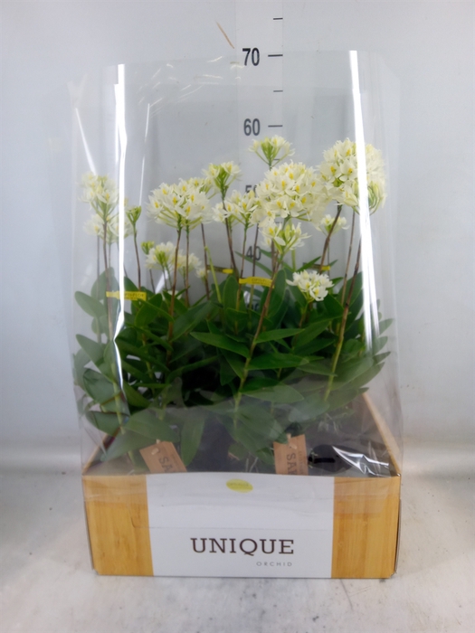<h4>Epidendrum   ...</h4>