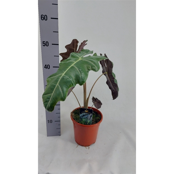 <h4>Alocasia Spardo Sanderiana</h4>