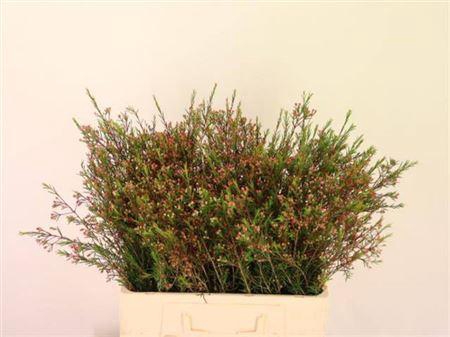 <h4>Chame Knop Rood</h4>