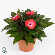 IMPAT CP CERISE FROS