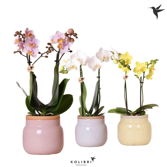 <h4>Kolibri Orchids Phalaenopsis mix 2 spike in Vintage Bowl pot mix</h4>
