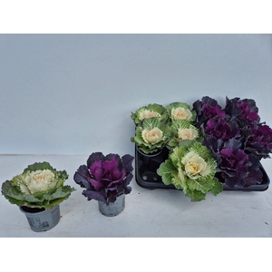 BRASSICA (SIERKOOL)