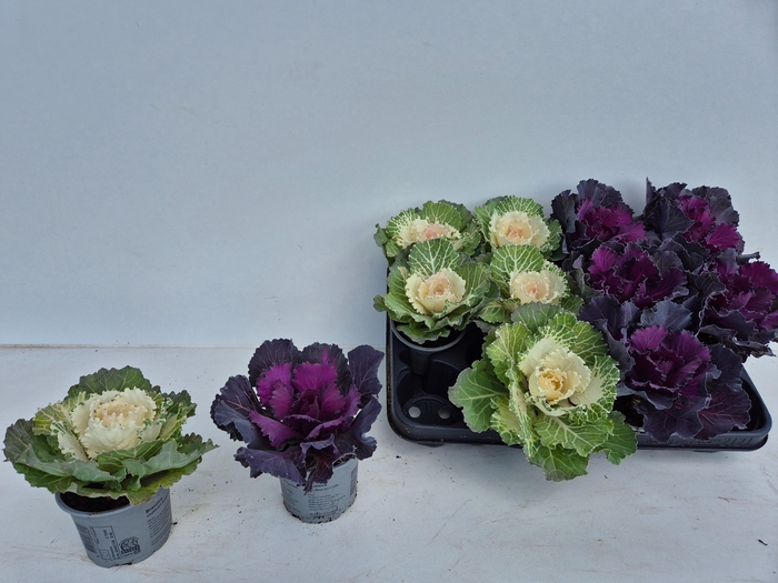 <h4>BRASSICA (SIERKOOL)</h4>