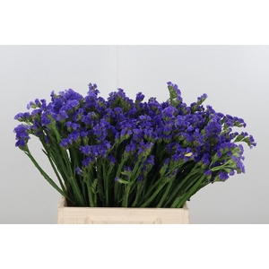 Statice Crystal Dark Blue