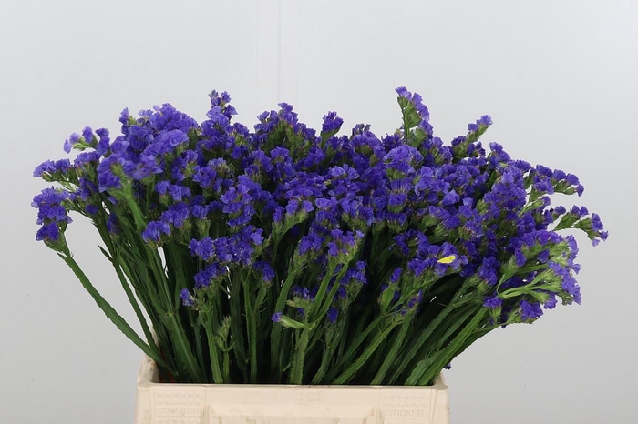 <h4>Statice Crystal Dark Blue</h4>
