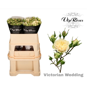 R TR VICTOR WEDDING+