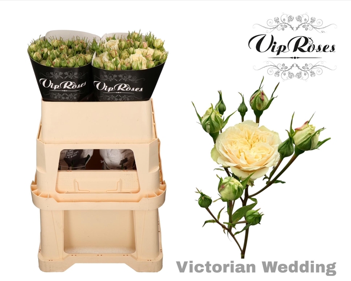 <h4>R TR VICTOR WEDDING+</h4>