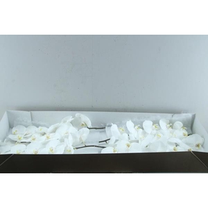 Phal Sensation White X 25