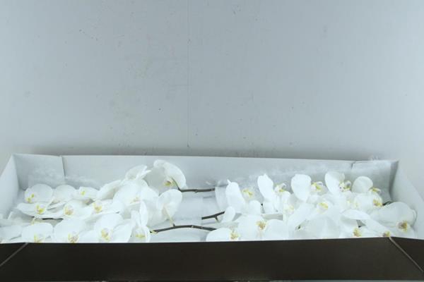 <h4>Phal Sensation White X 25</h4>