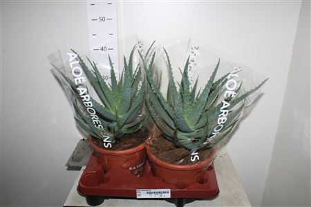 <h4>Aloe Arborescens Xxllll</h4>
