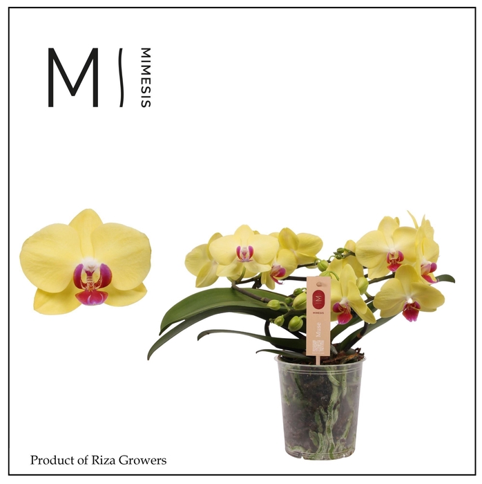 <h4>Phalaenopsis Muse Yellow 25+ - 12cm | Mimesis</h4>