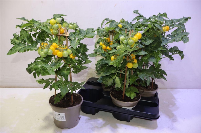 <h4>arr8 Tomatenplanten</h4>