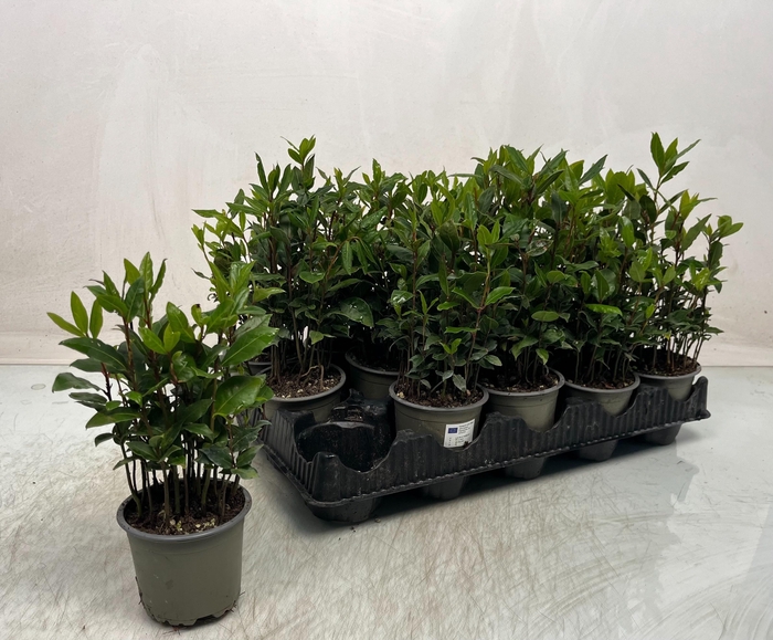 <h4>LAU NOBILIS</h4>